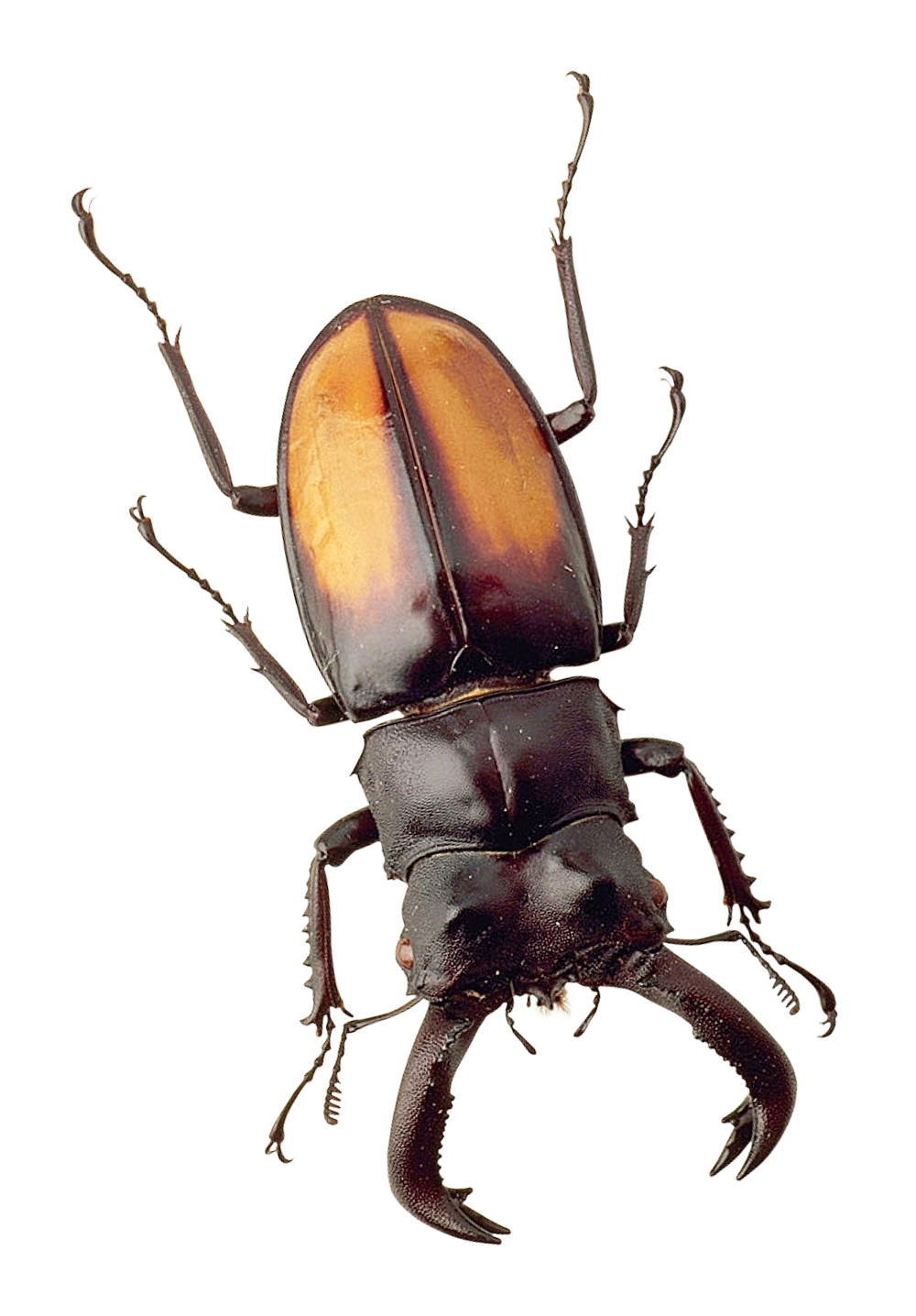 Stag Beetle Portrait PNG image