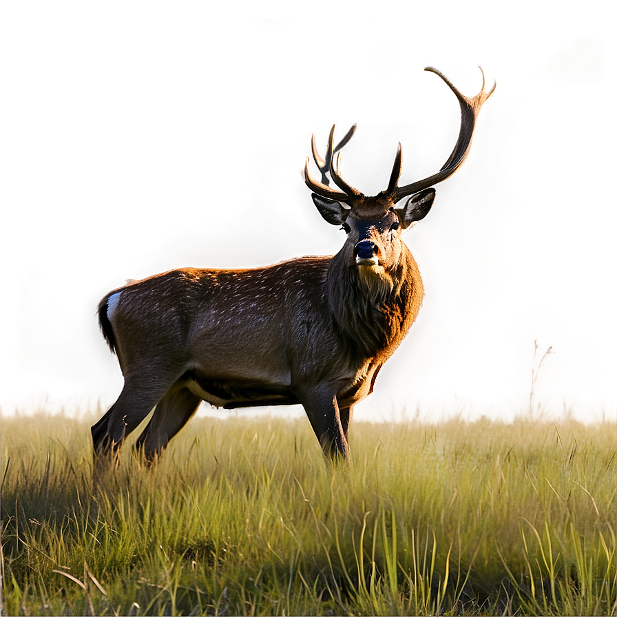 Stag In Grassland Png 65 PNG image