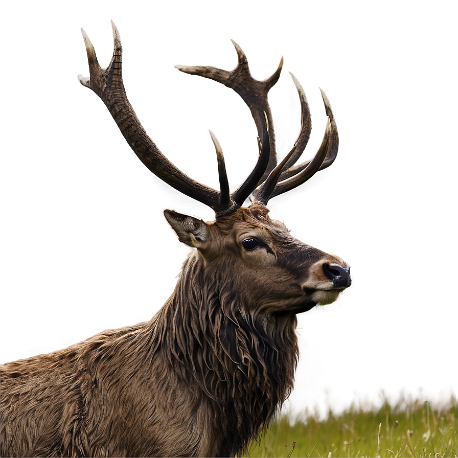 Stag In Highland Png Min PNG image