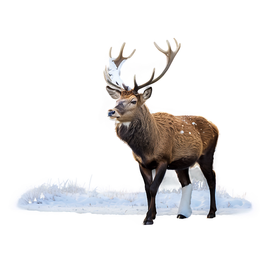 Stag In Snow Png Hok86 PNG image