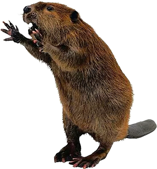 Standing Beaver Cutout.png PNG image