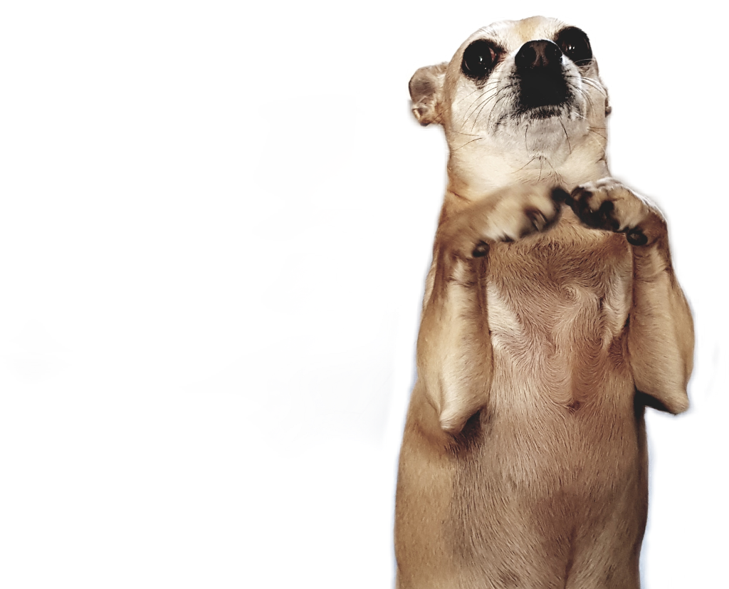 Standing Chihuahua Cute Pose PNG image