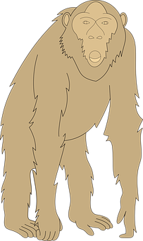 Standing Chimpanzee Illustration PNG image