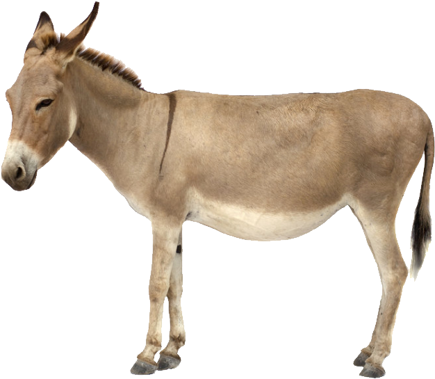 Standing Donkey Isolated Background.png PNG image