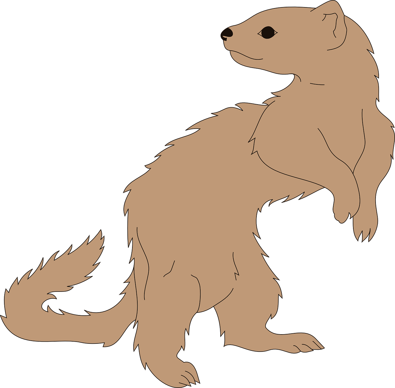 Standing Ferret Illustration PNG image