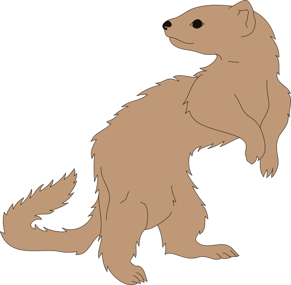 Standing Ferret Illustration PNG image