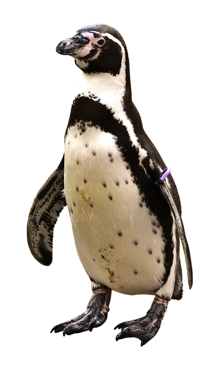 Standing Humboldt Penguin PNG image