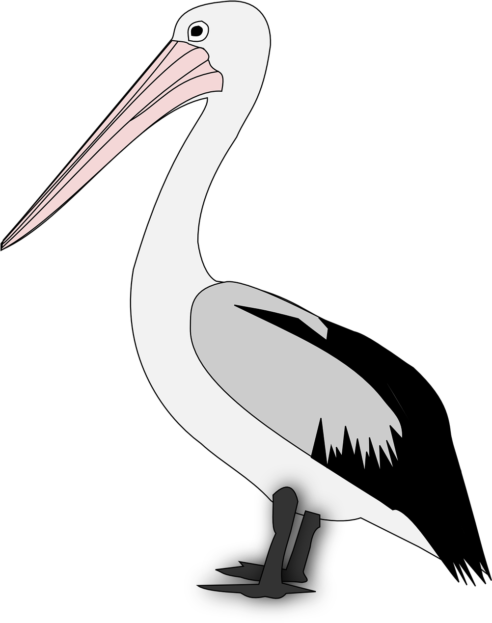 Standing Pelican Illustration.png PNG image