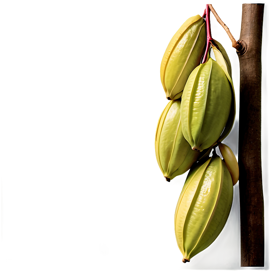 Star Fruit Harvest Png 29 PNG image