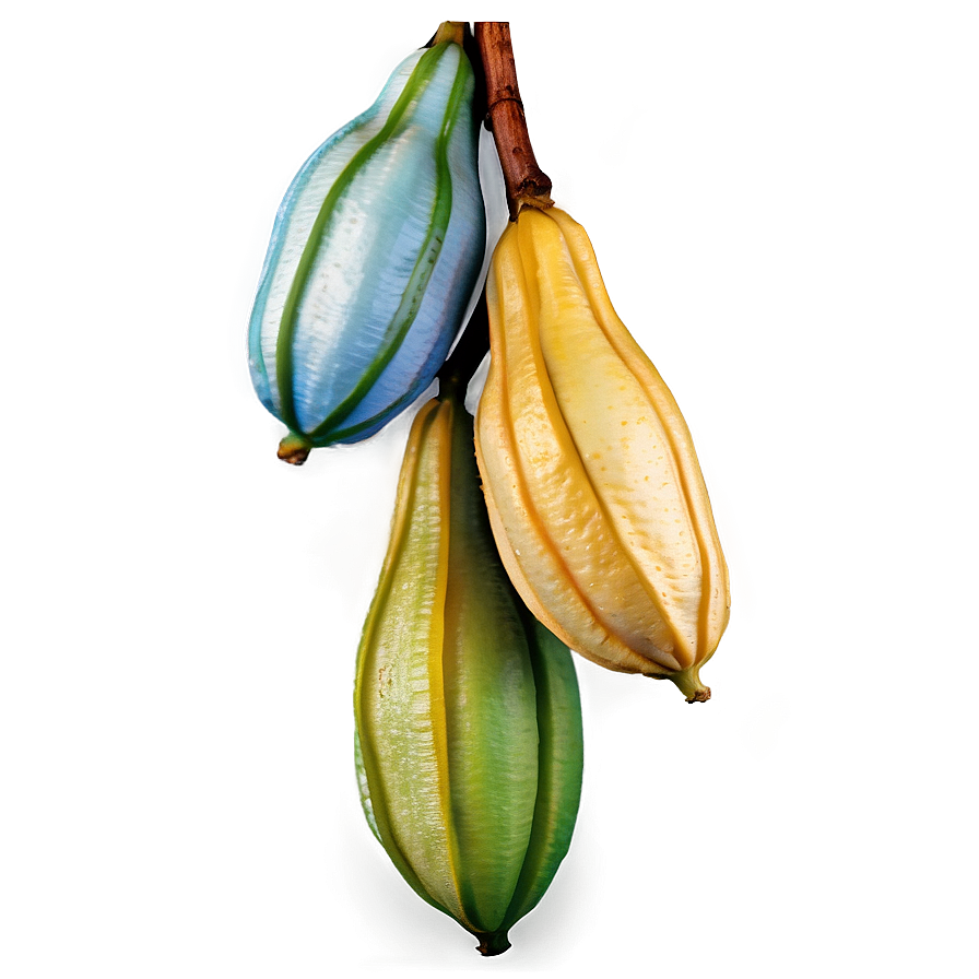 Star Fruit On Branch Png 06252024 PNG image