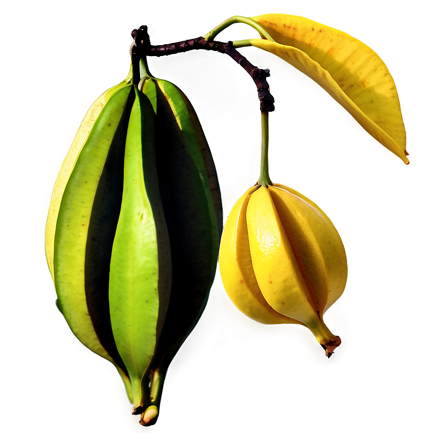 Star Fruit On Branch Png Qjc PNG image