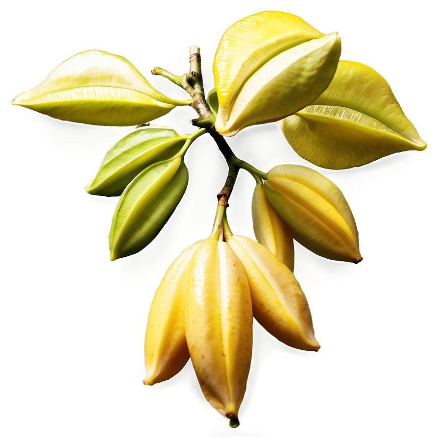 Star Fruit Tree Png 06252024 PNG image