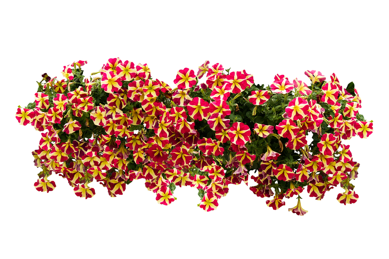 Star Patterned Petunias Black Background PNG image