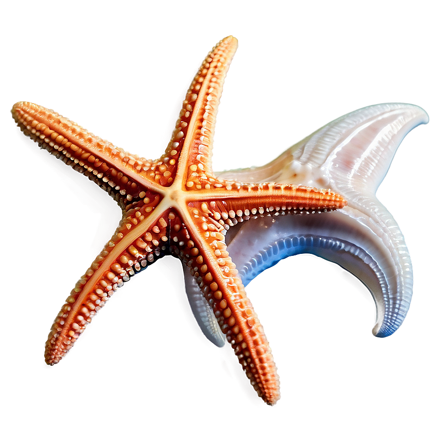 Starfish And Seashells Png 05242024 PNG image