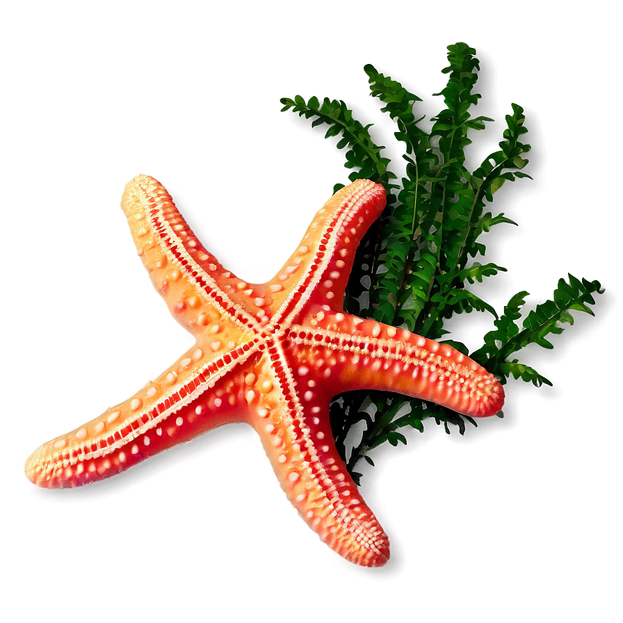 Starfish And Seaweed Png 05242024 PNG image