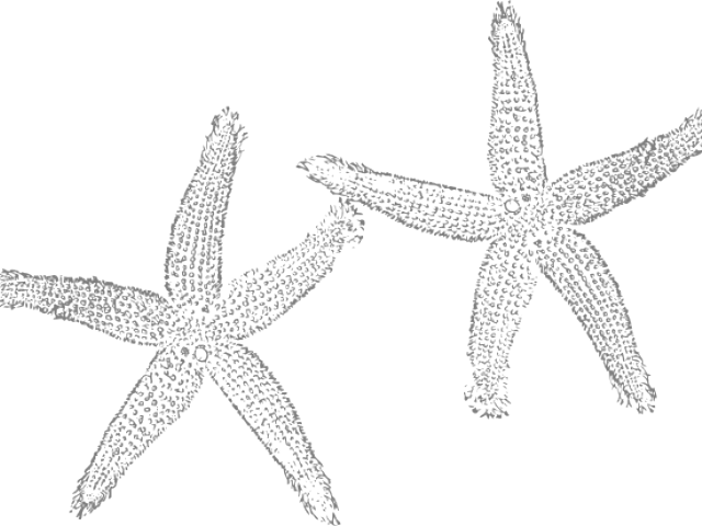 Starfish Duo Clipart Outline PNG image