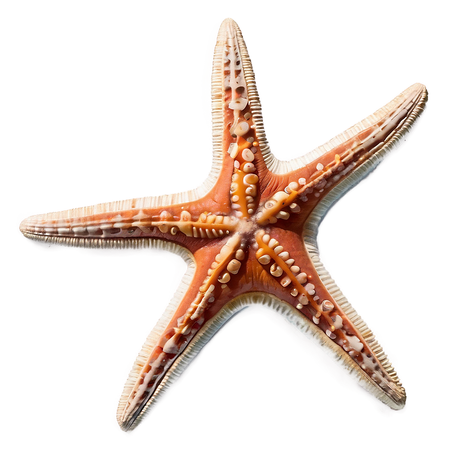 Starfish Fossil Image Png 05242024 PNG image