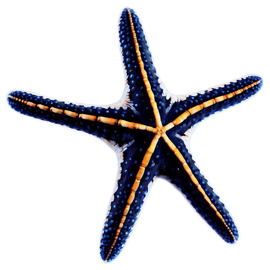 Starfish Fossil Image Png Aot PNG image