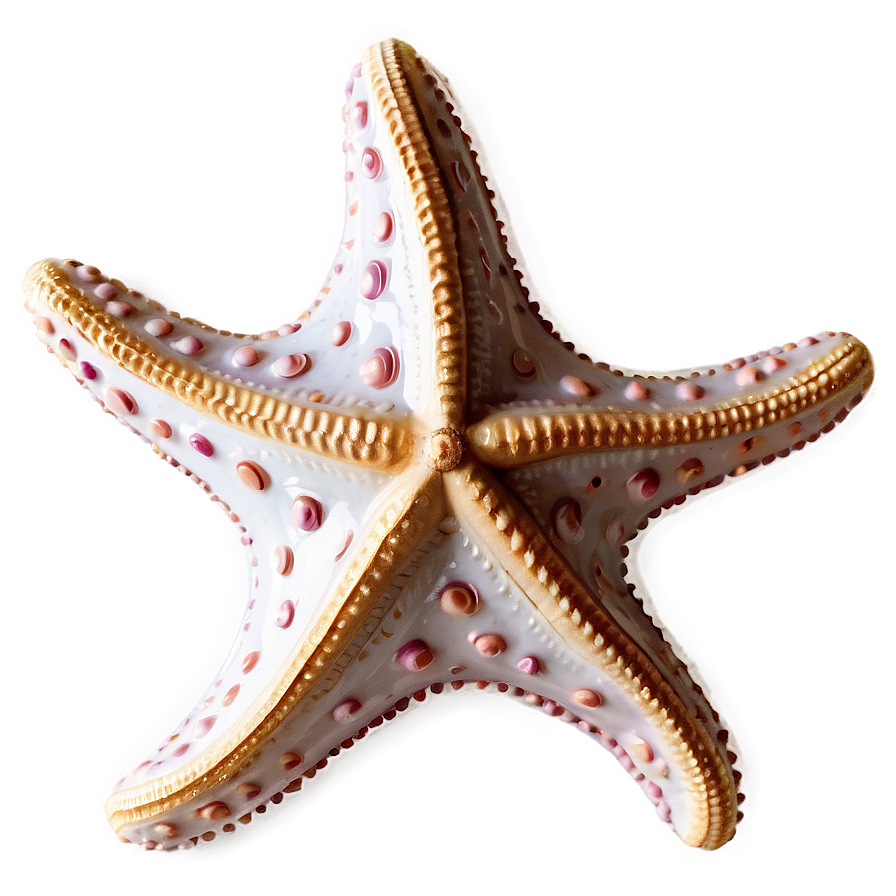 Starfish In Coastal Decor Png Sax63 PNG image