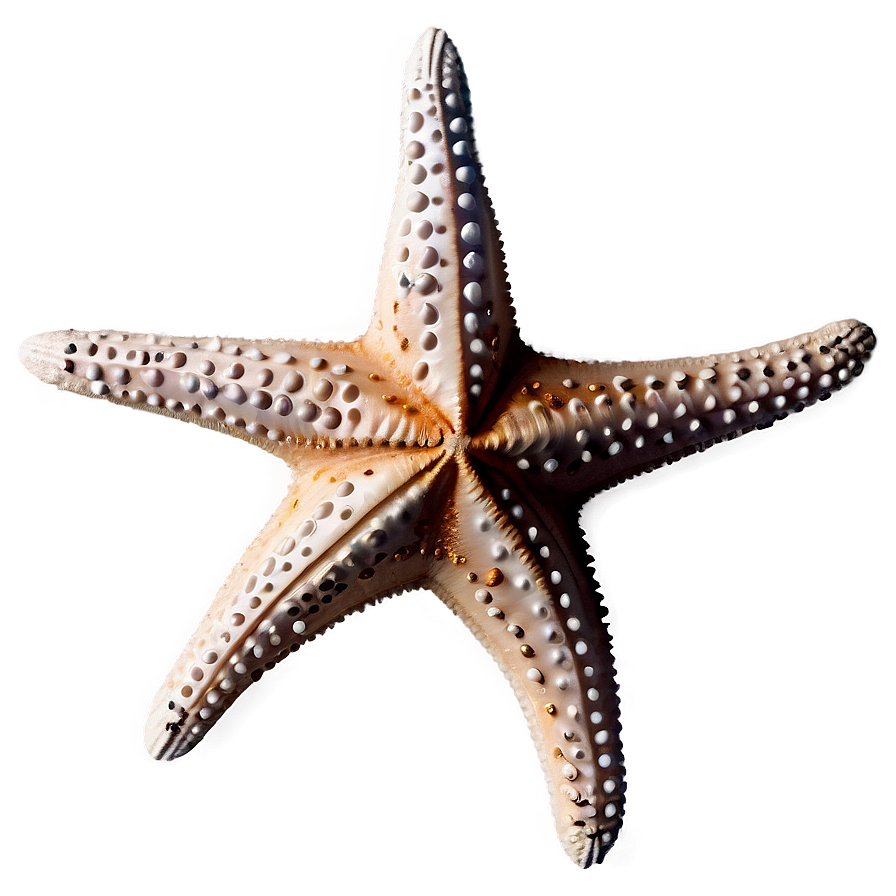 Starfish In Coastal Decor Png Uyv PNG image