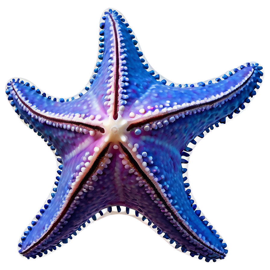 Starfish In Sunset View Png Nvg39 PNG image