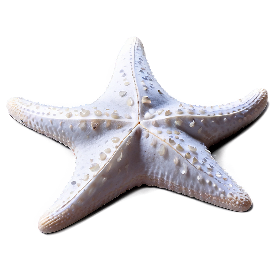 Starfish On Sand Dollar Png 22 PNG image