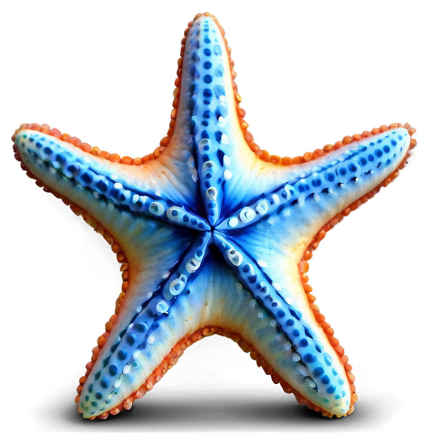 Starfish On Seaside Png 46 PNG image