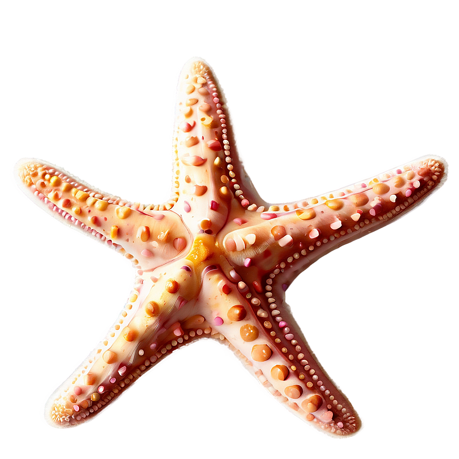 Starfish Outline Png 05242024 PNG image