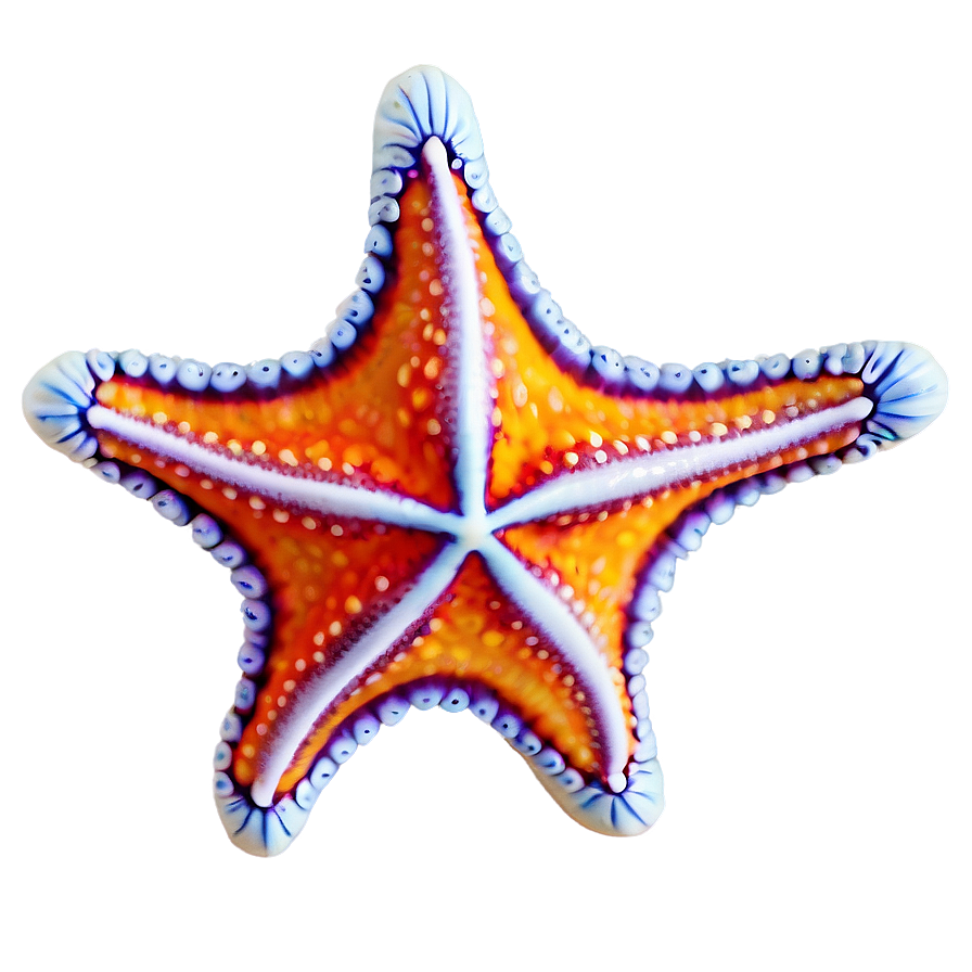 Starfish Png Vxi PNG image