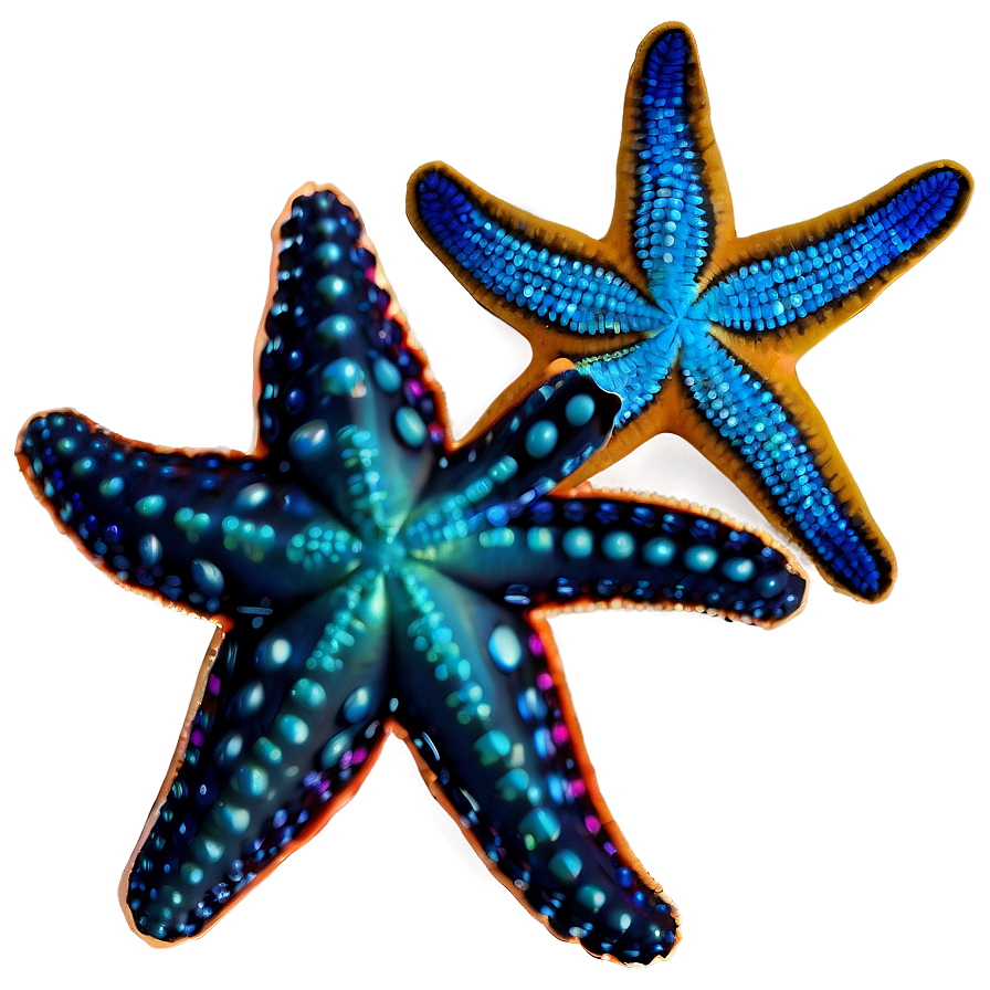 Starfish Silhouette Png 05242024 PNG image