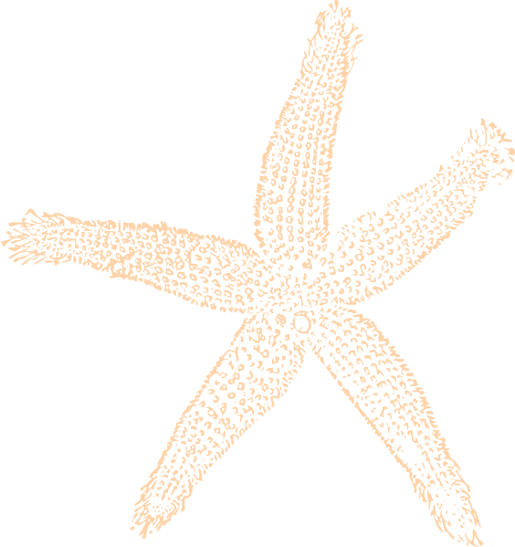 Starfish Sketch Clipart PNG image