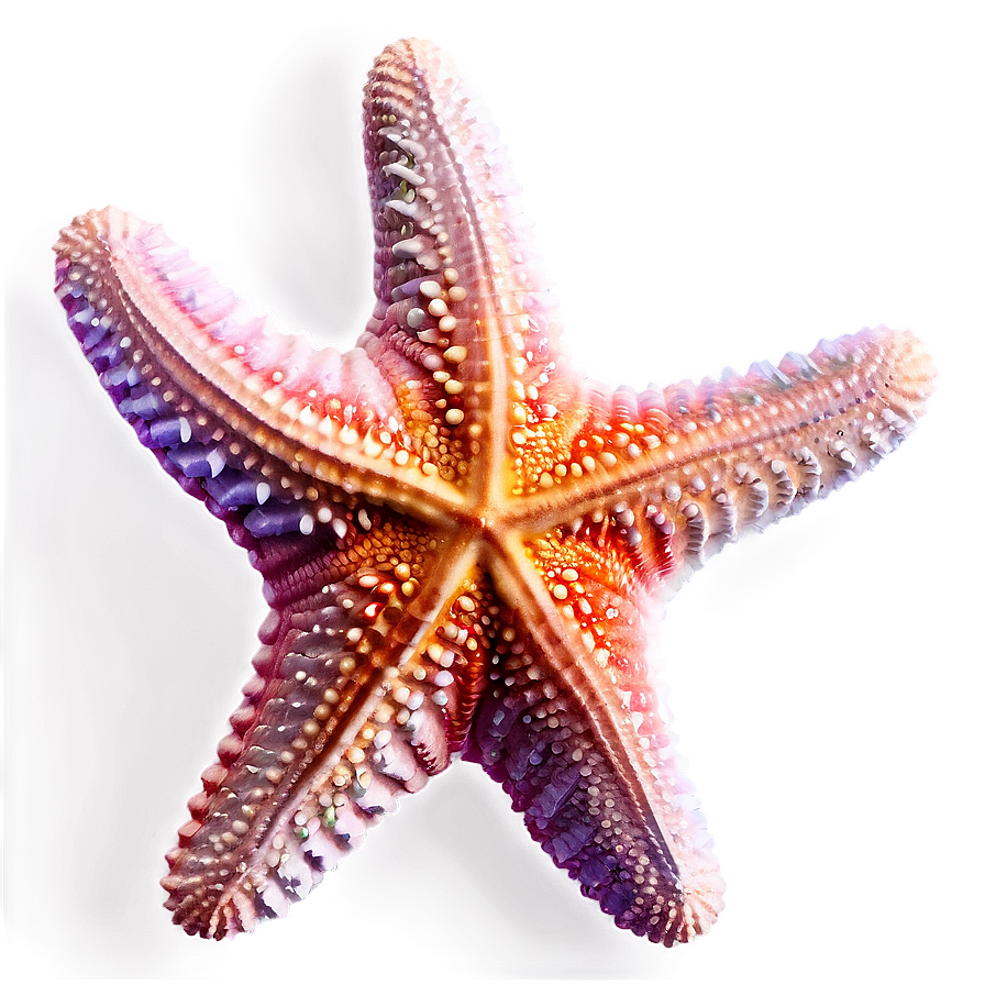 Starfish Transparent Png Acr78 PNG image