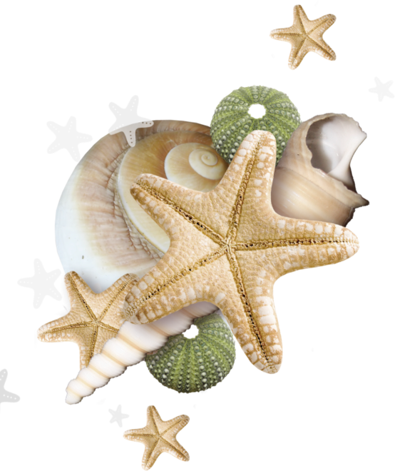 Starfishand Seashells Clipart PNG image