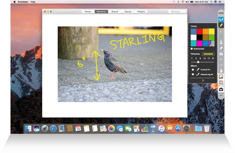 Starling Identificationon Computer Screen PNG image