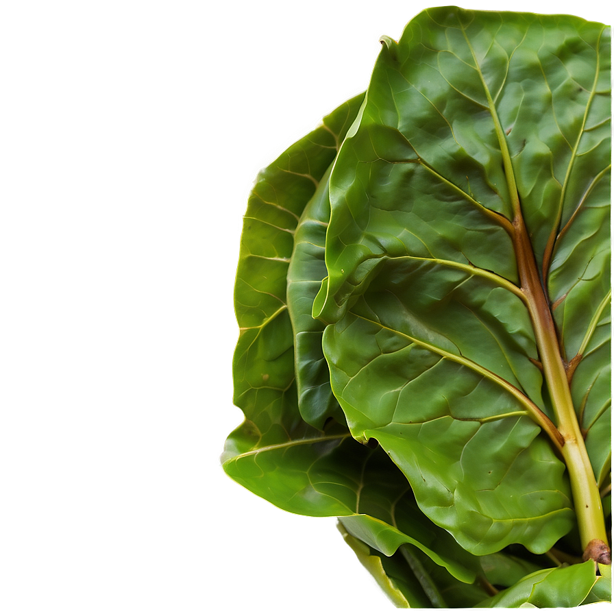 Steamed Collard Greens Png Dsi85 PNG image