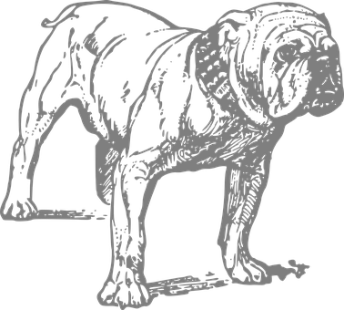 Stoic Bulldog Silhouette PNG image