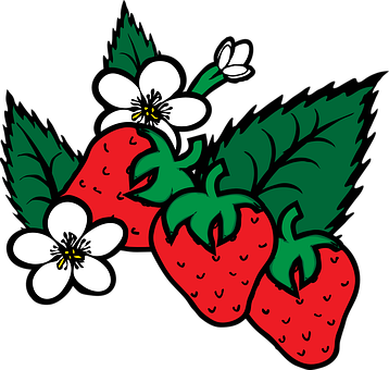Strawberries_and_ Blossoms_ Vector PNG image
