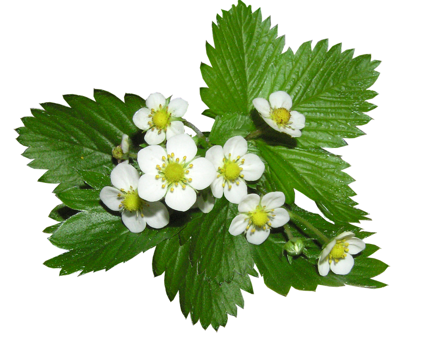 Strawberry Flowersand Leaves PNG image