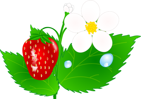 Strawberry Plant Illustration PNG image