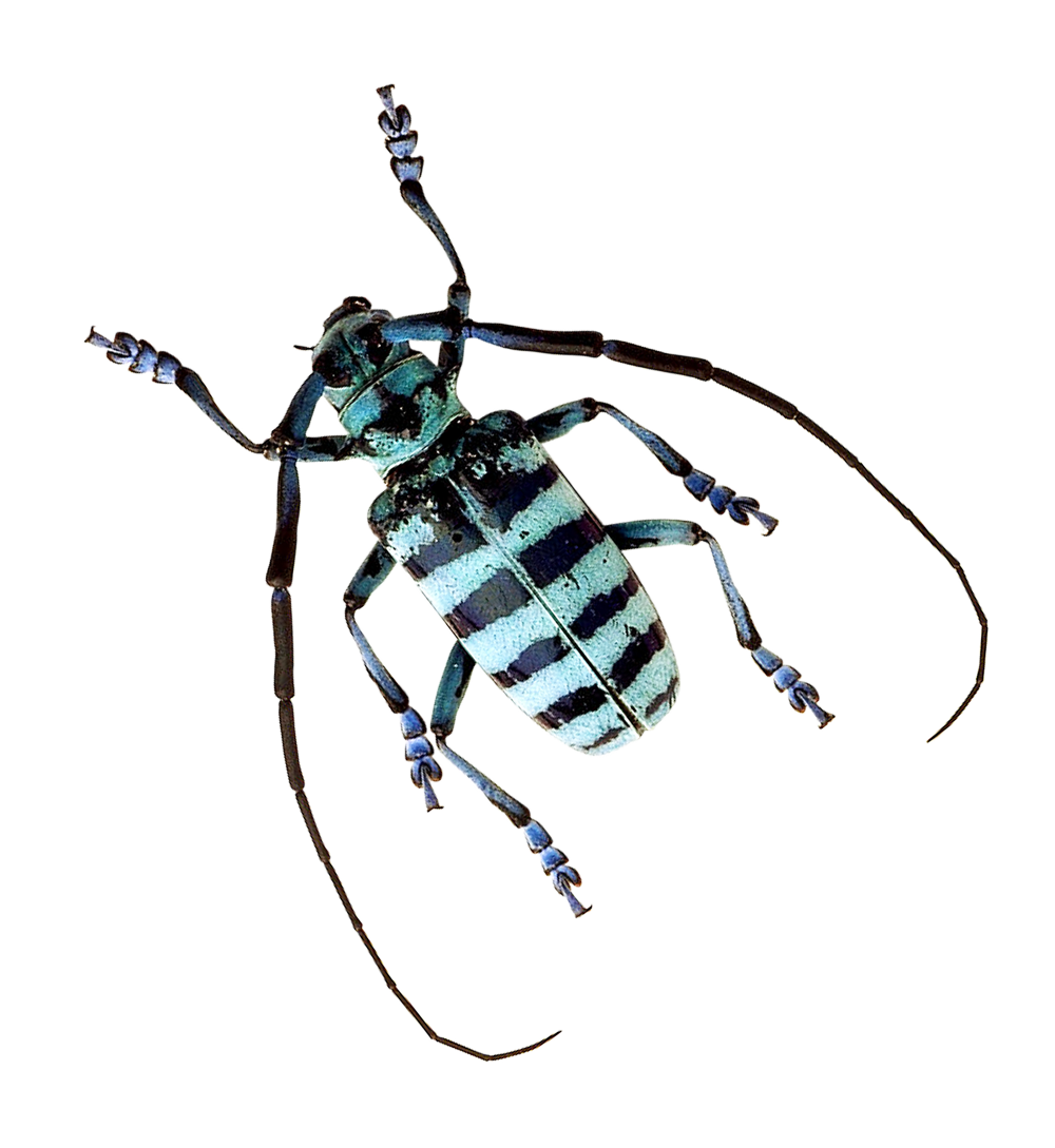 Striped Beetle Specimen PNG image