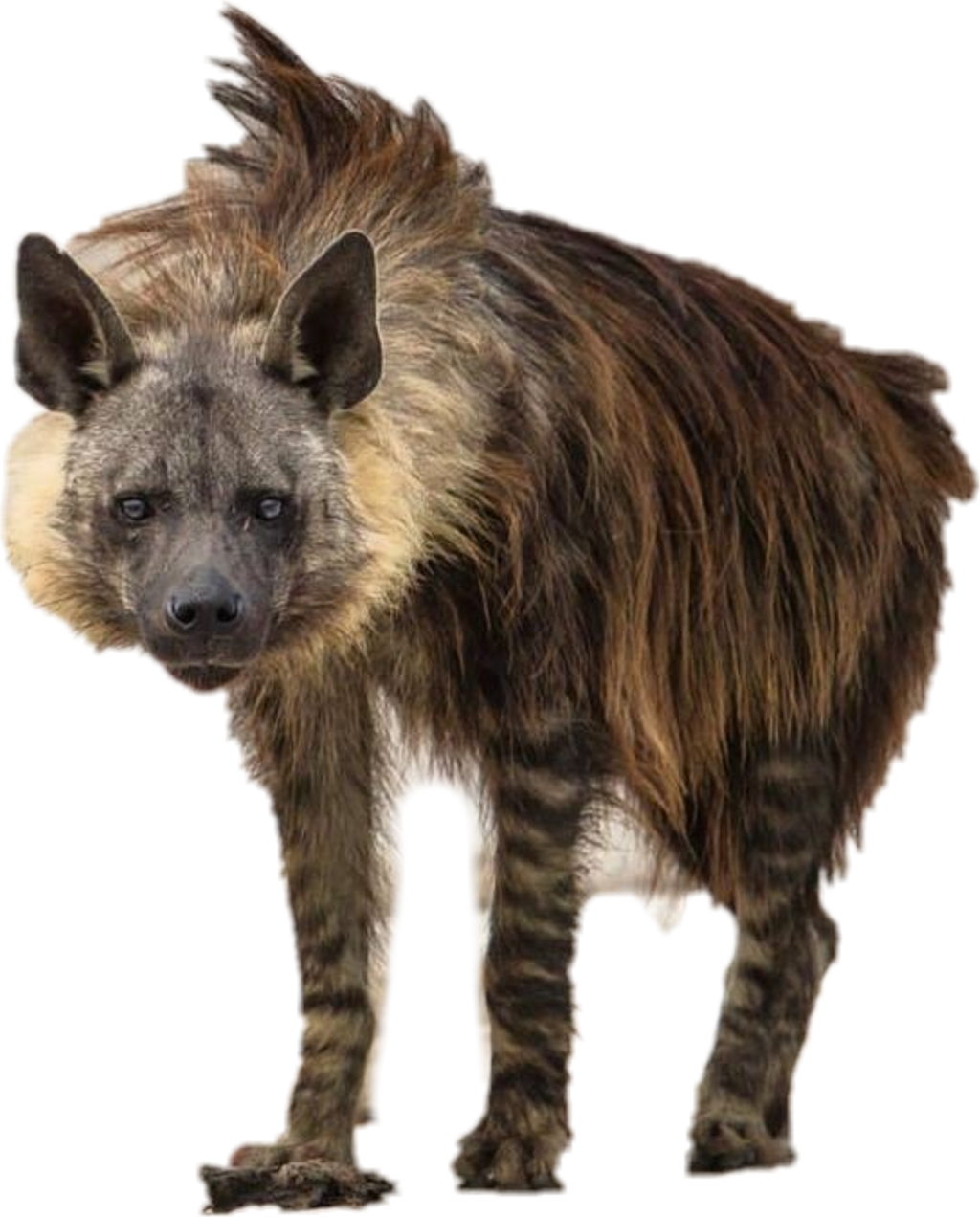 Striped Hyena Standing Transparent Background PNG image