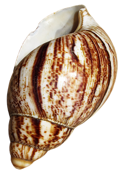 Striped Marine Conch Shell PNG image
