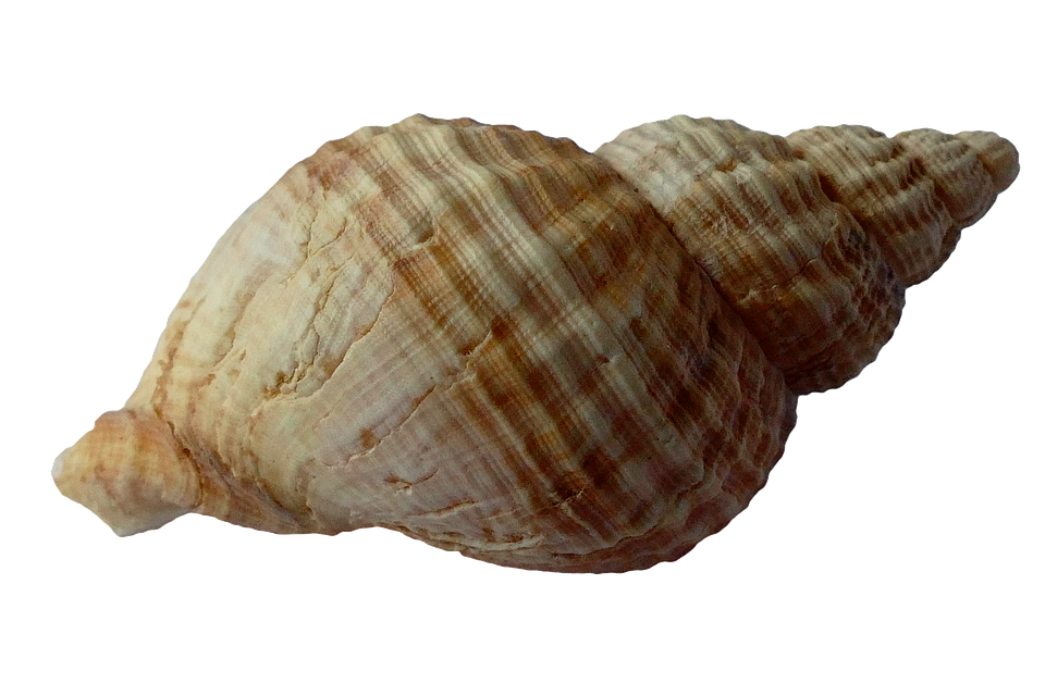 Striped Sea Shell Isolated PNG image