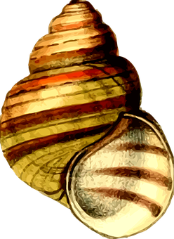 Striped Snail Shell PNG image