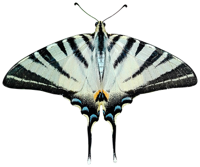 Striped Swallowtail Butterfly PNG image