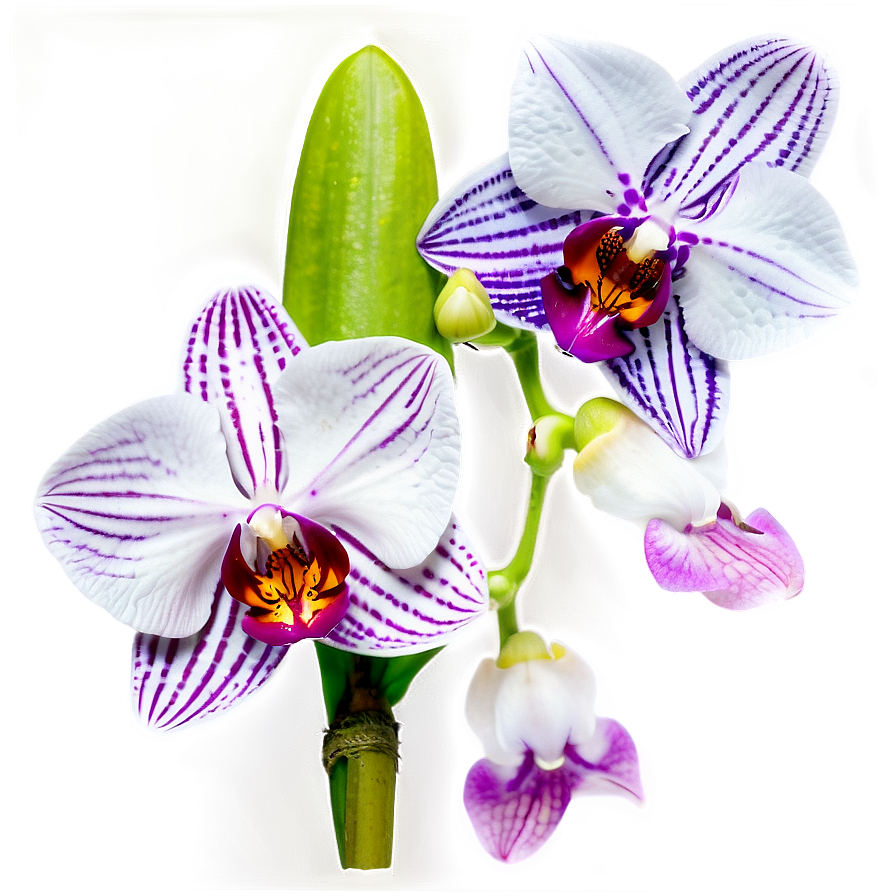 Stunning Orchid Png 06252024 PNG image