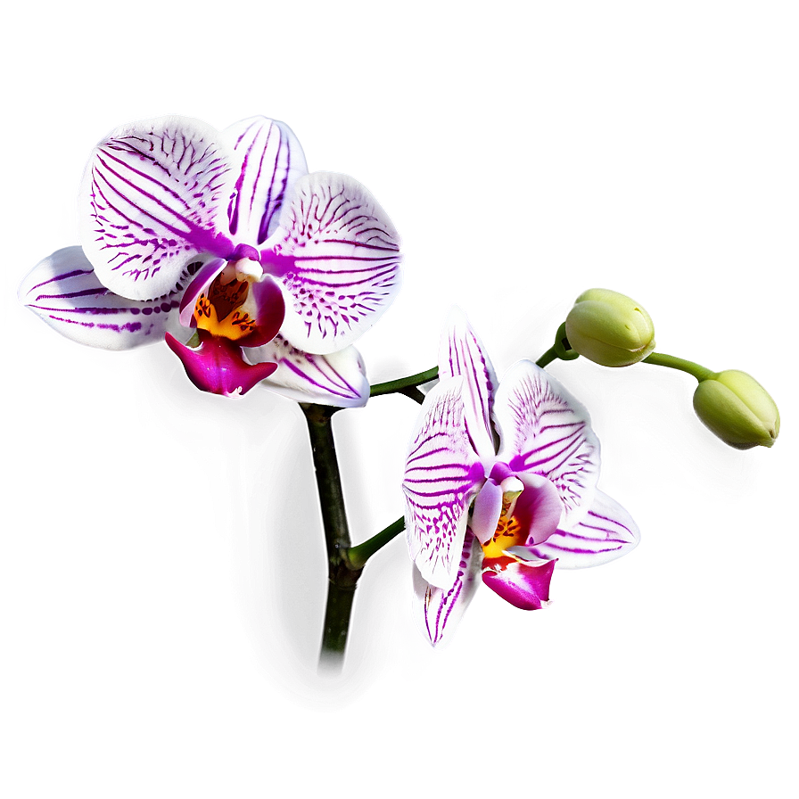 Stunning Orchid Png Wab27 PNG image