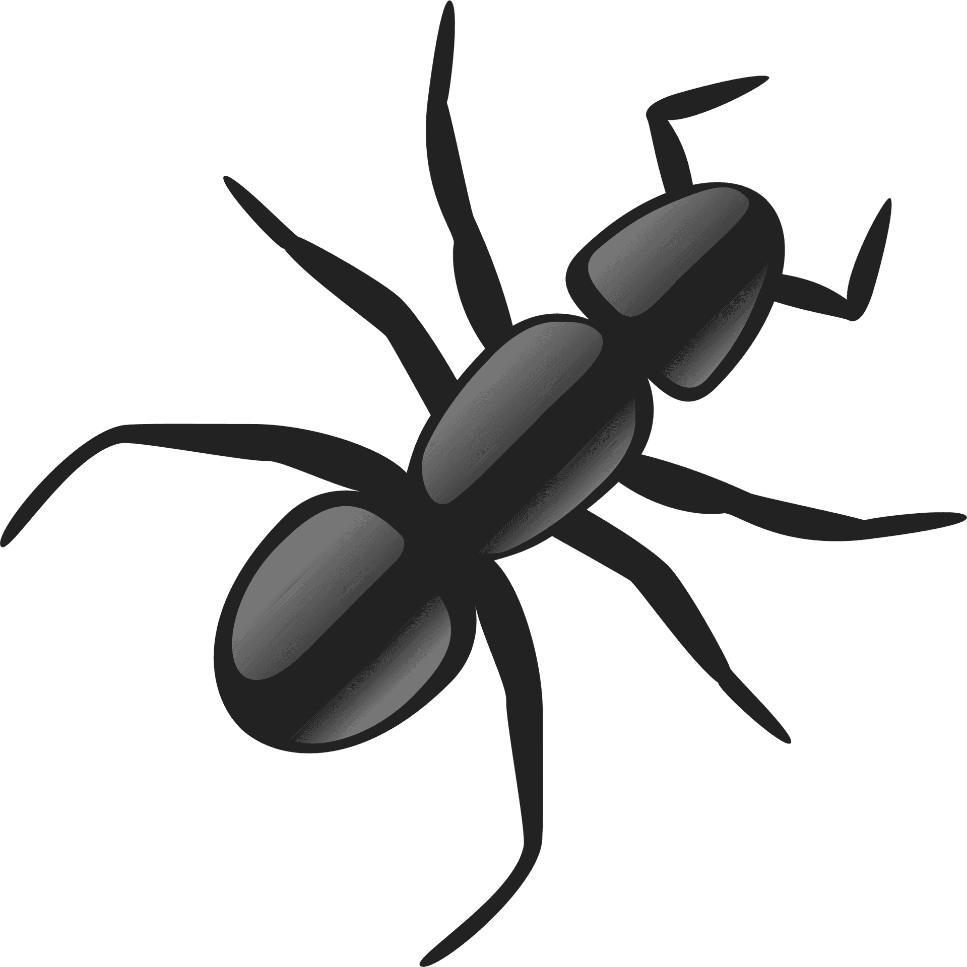 Stylized Ant Illustration PNG image