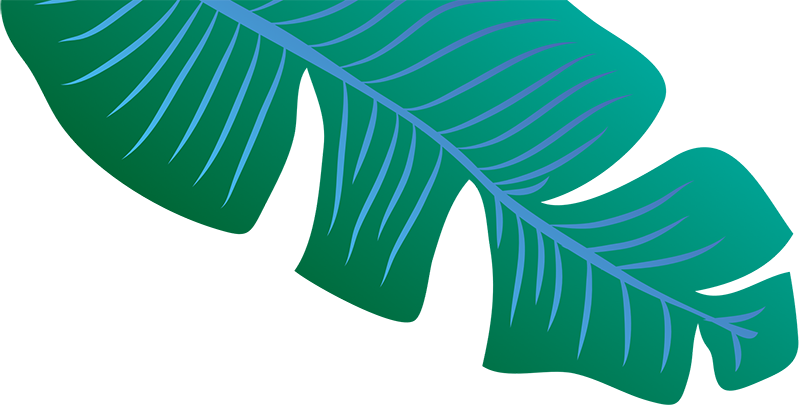 Stylized Banana Leaf Graphic PNG image