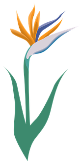 Stylized Birdof Paradise Flower Illustration PNG image